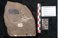 Foto (Objekt + Etikett) von Araucaria sternbergii Goeppert (NHMW-GEO-2024-0188-8296)